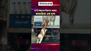 মা-ই সন্তানের সবচেয়ে নিরাপদ আশ্রয়, হৃদয়ছোঁয়া এক দৃশ্য | Daily Sakalbela