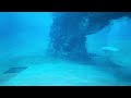 Enchanting Encounters Dolphins Of SeaWorld In Action