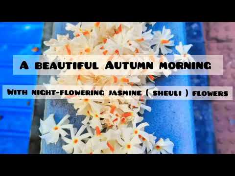 A beautiful Autumn morning with night-flowering jasmine ( Sheuli ) flowers.