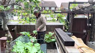 Rhubarb growing  ￼
