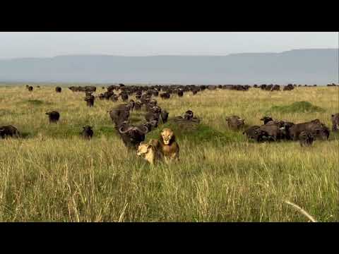 Buffalo teaches Lion to Run away from their group#wildlife #lion 