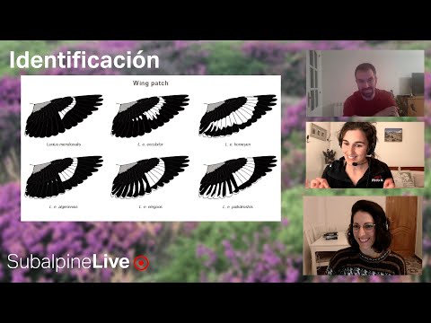 SubalpineLive P16T2 (01/02/23): Turdus ? y L. meridionalis & excubitor + Pajareo en FV con Sarry