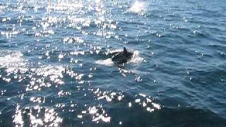 preview picture of video 'Canna Common Dolphins'