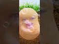 Potato Joke In Lockdown 2021 Best WhatsApp Status