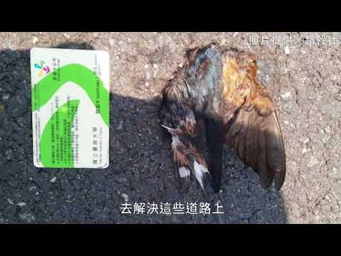 「路殺社」首創網媒搜集動物屍體的組織