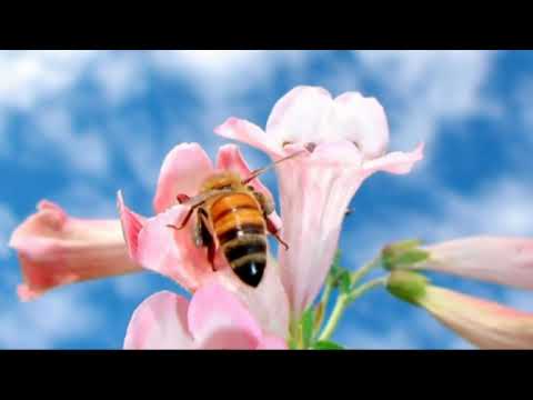 Мы здесь гости и должны понять...