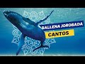 Nadando con ballenas jorobadas 🐋 Sonidos de Ballenas 🌊 Canto de Ballenas ✨