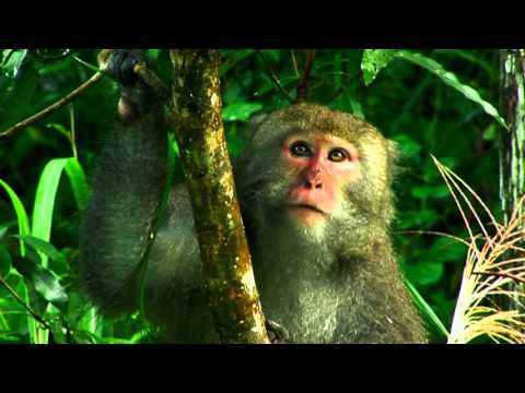 繽紛丹巒首部曲-丹大野生動物重要棲息環境珍稀野生動物選介(國語版)