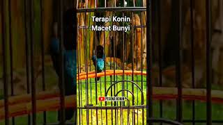 Download lagu TERAPI KONIN MACET BUNYI SEKETIKA NYAUT‼️ #koningacor mp3