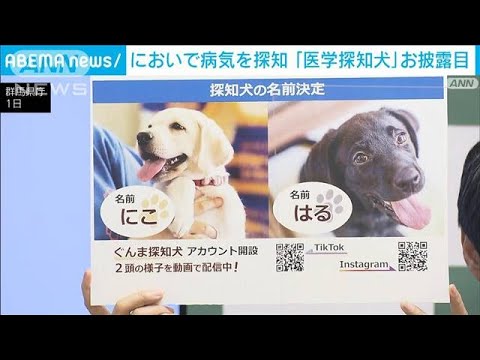 探知犬としての種の探知犬