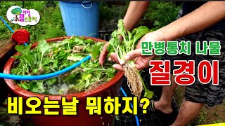비오는 날 뭐해 만병통치(좀 과장) 질경이 나물 만들어요.