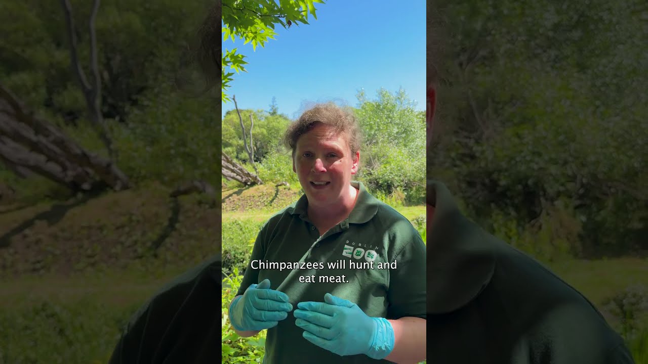 Dublin Zoo - World Chimpanzee Day 2025