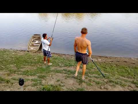 Deverika na kukuruz.