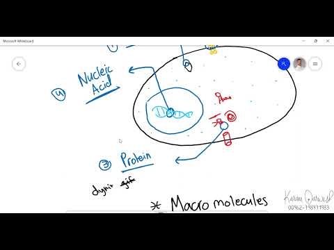 Biology 101 - Chapter 5.1 | Molecules of life - Macromolecules