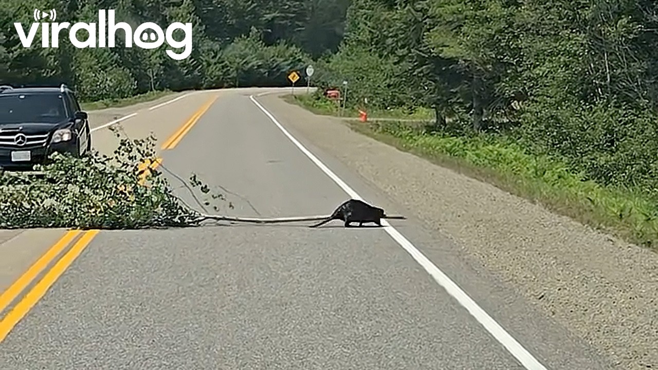 Hardworking Beaver Stops Traffic || ViralHog