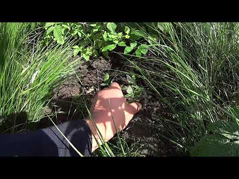 Metsolan Metsäkoulu 164 - Kannattaako vatulointi?