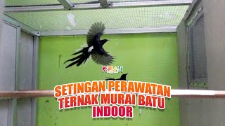 Download lagu TERNAK MURAI BATU DALAM RUMAH?? KENAPA TIDAK?? BEGINI PERAWATANNYA AGAR BERHASIL mp3