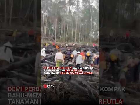 DEMI PERBAIKI HUTAN, WARGA KOMPAK BAHU-MEMBAHU TEBAR BENIH TANAMAN DI LAHAN BEKAS KARHUTLA
