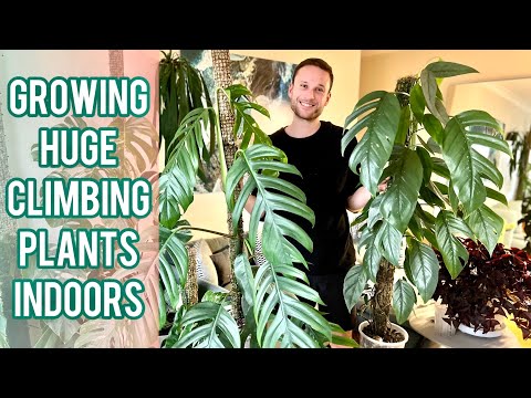 CHOP & EXTEND TUTORIAL - Grow large climbing plants indoors