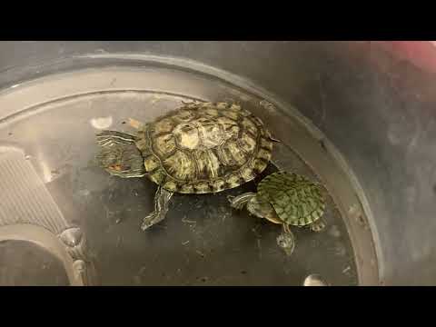Baby turtle playing with food.
