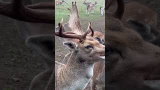 Rudolph, the red nose, reindeer🫶🏼😬🥹🥰