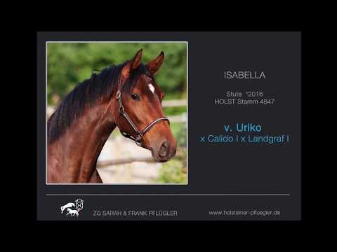 Isabella Holsteiner Stute v. Uriko - Freispringen - 2 jährig