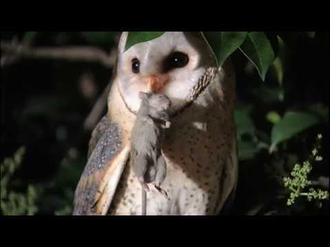 How many rats does a Barn Owl eat?