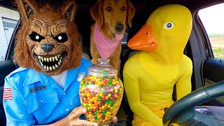 Rubber Ducky Surprises Puppy & Wolf with Car Ride Chase!