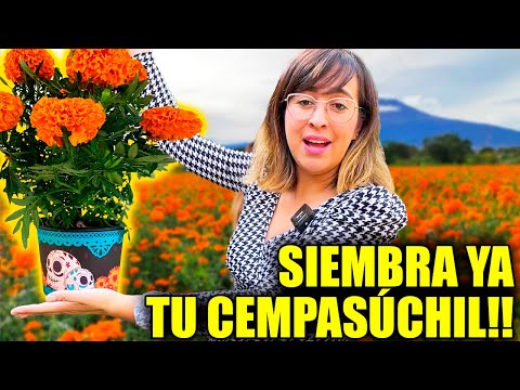 🎃 ¿CUÁNDO Y COMO SEMBRAR CEMPASÚCHIL? 🎃 (Para día de muertos)