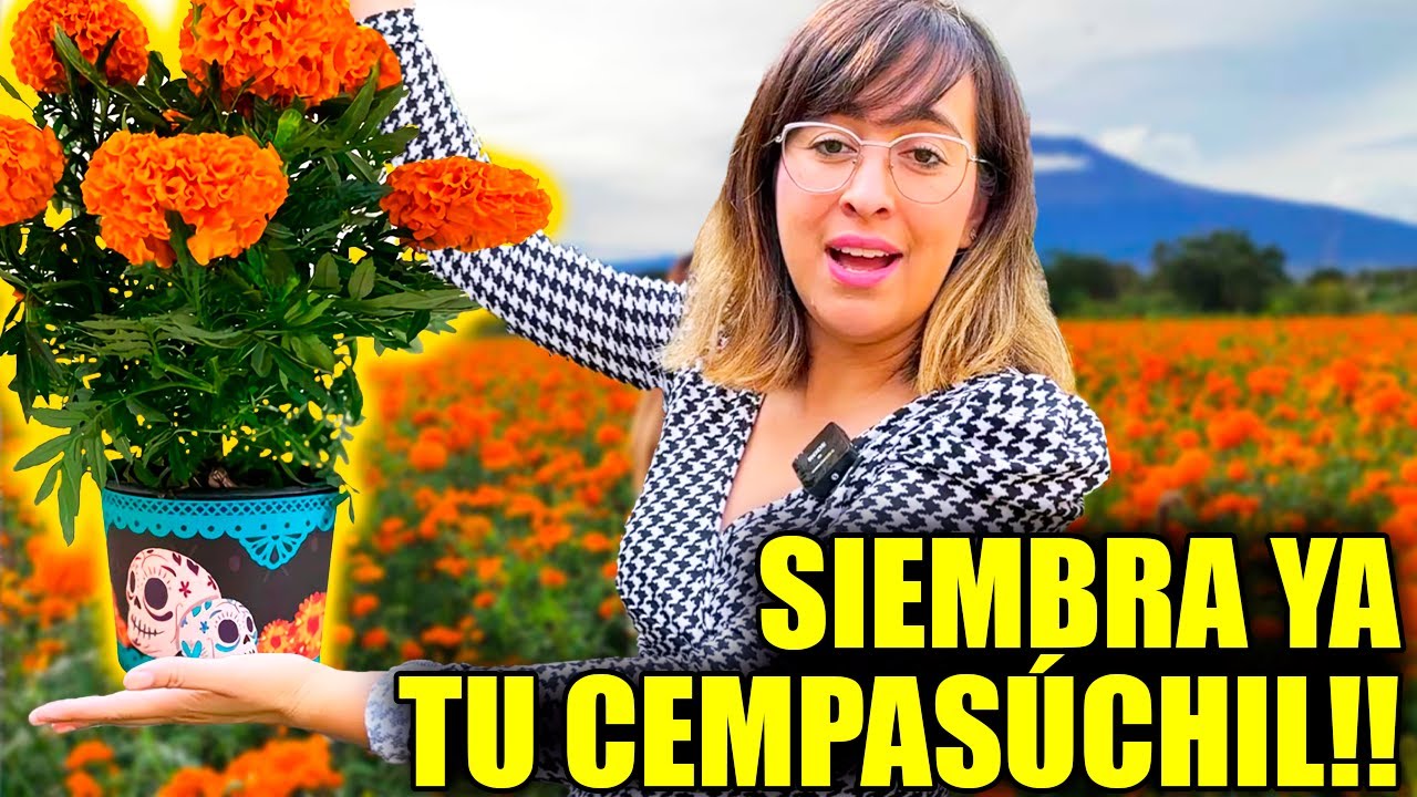 ¡Descubre cuándo y cómo sembrar Cempasúchil para el Día de Muertos! 🎃