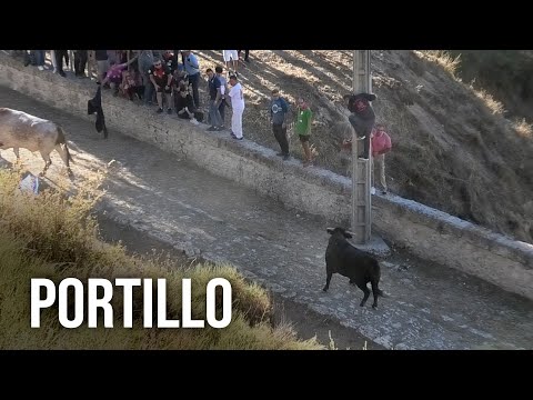 Portillo 2024 Encierro de Campo con Toros Bravos