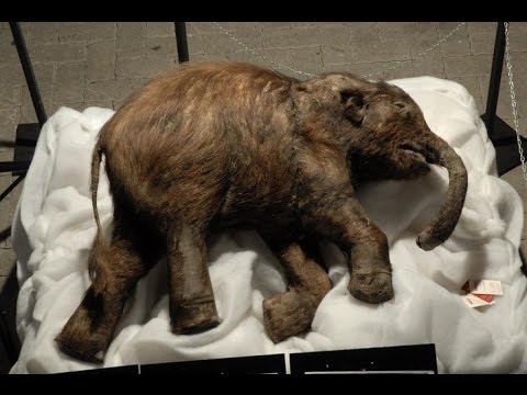 42000 YEARS OLD WOOLLY MAMMOTH FOUND