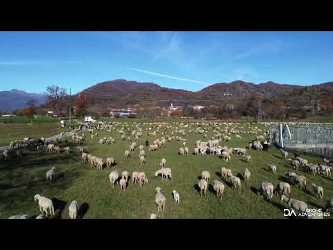 Grignasco (NO) - Gregge in transumanza