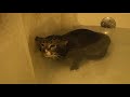 Cat Meows Underwater