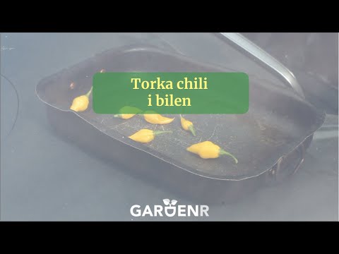 Torka chili i bilen - Trädgårdshacks med GardenR