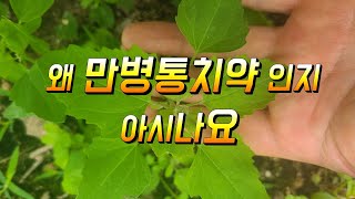 잊혀진약초 명아주의 놀라운 효능