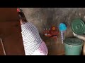 NGINTIP BUMIL LAGI DI KAMAR MANDI AttaHalilintar