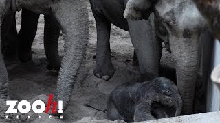 Geburt Im Kaeng Krachan Elefantenpark, Zoo Zürich