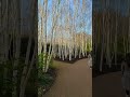 anglesey abbey silver birch trees country park| Cambridge | birches