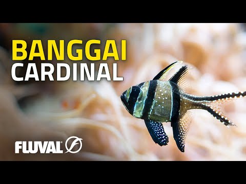 SPECIES SPOTLIGHT - Banggai Cardinalfish