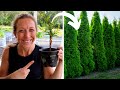 Plant Thuja Green Giant Arborvitaes to Create a Privacy Wall