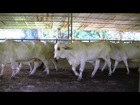LOTE #17 - VACAS GORDAS COMERCIALES