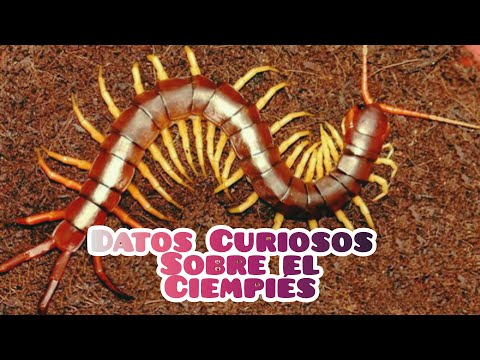 Curiosidades sobre los ciempiés que te sorprenderán
