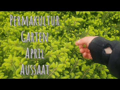 Permakultur: April-Aussaat & erste Kräuterernte im Garten