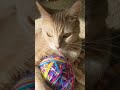 Cream Tabby Cat Blep Shorts