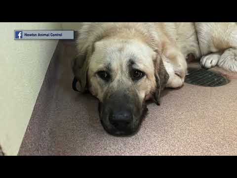 Newton Animal Control
