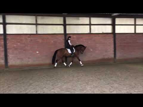 Escolar - Negro - 4jähriger Wallach - Gestüt Gut Neuenhof