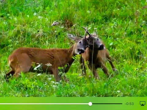 Tödlicher Kampf zwischen 2 Rehböcken