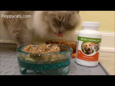 Best Probiotics for Cats: Only Natural Pet Probiotic Blend Product Review - Floppycats