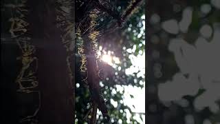 Download lagu Story wa 30 detik | Selamat pagi | Cinematic alam pagi hari #shorts mp3